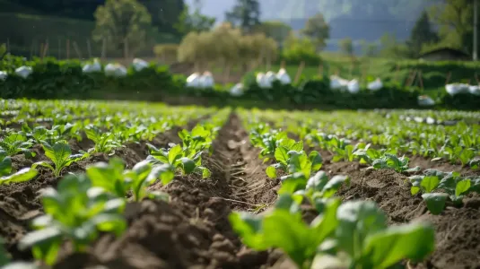 fertilizer-marketing-2.jpg