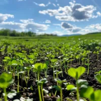 fertilizer-4.jpg