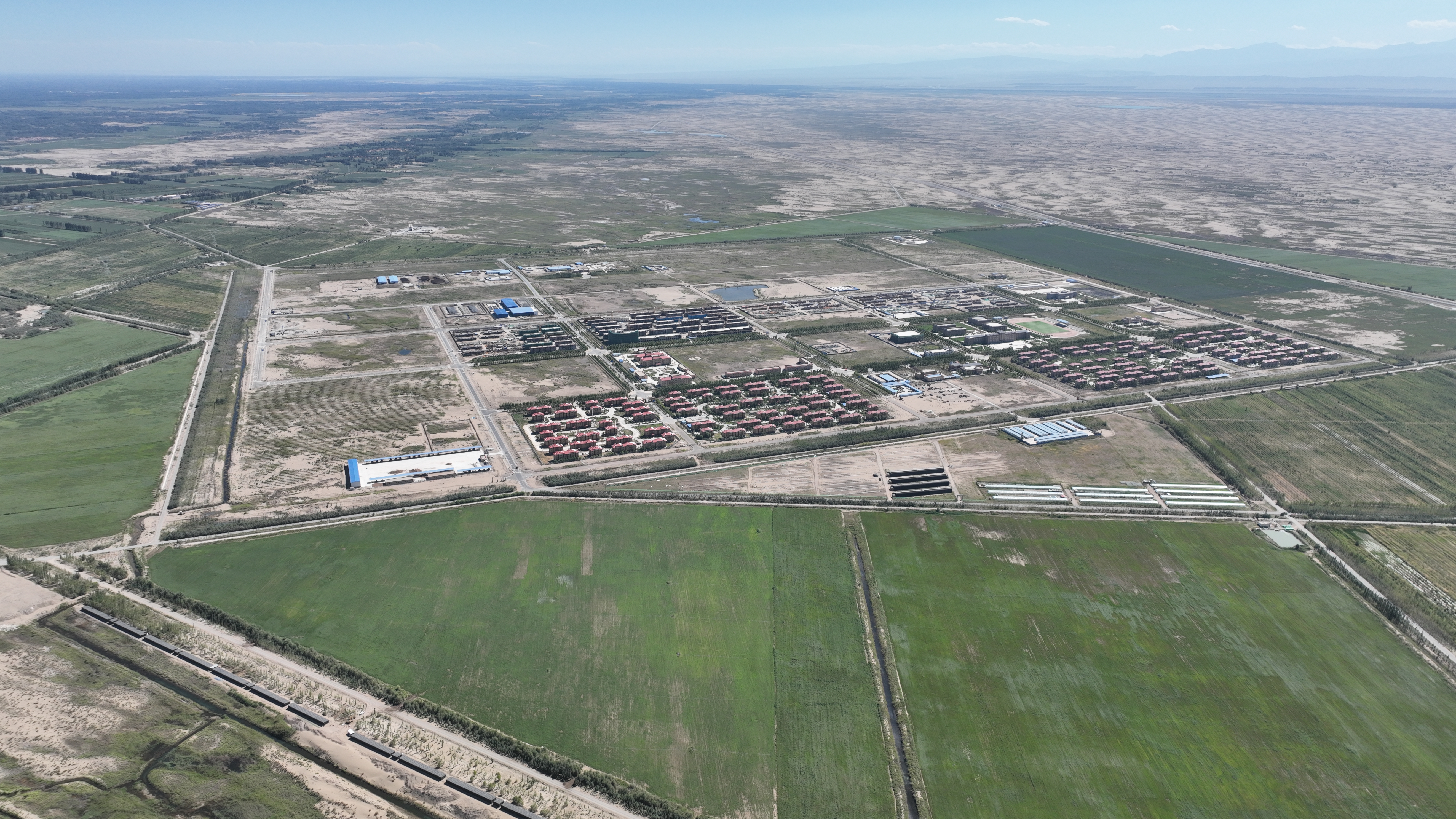 Infografía comparativa de beneficios de aceites vegetales con énfasis en aceite de Hierba Amarilla