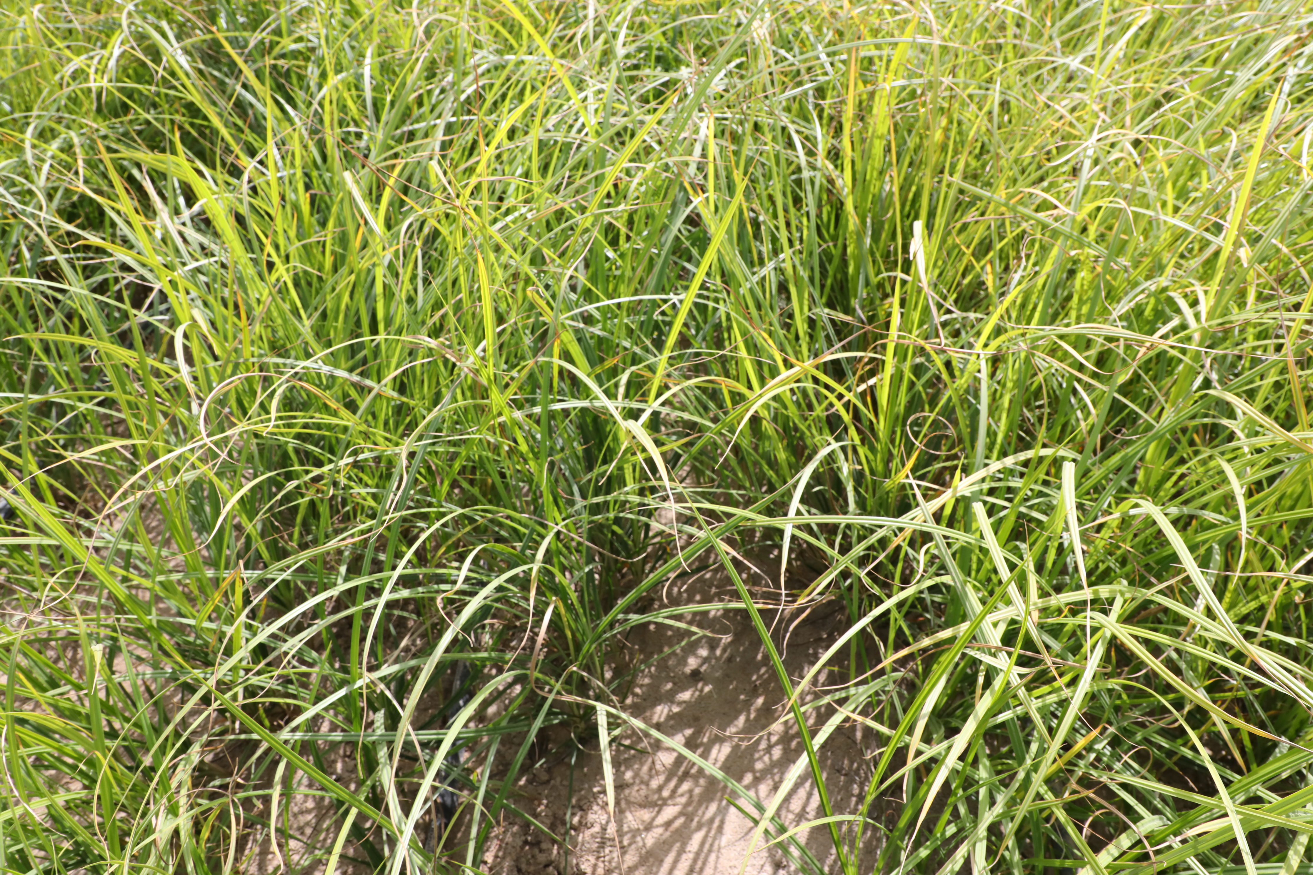 虎ナッツの加工用途別写真（生・焙煎・粉・油）