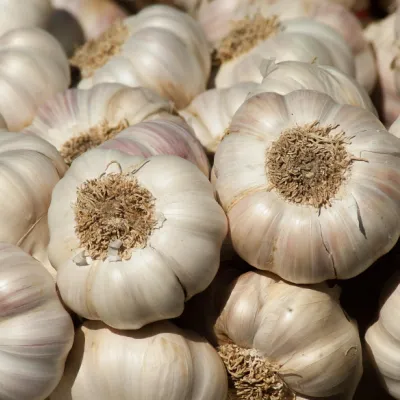 ثوم طازج عالي الجودة