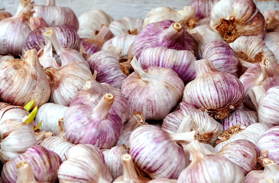 Knoblauchsorten im Vergleich: Pure White, Big White, Red Garlic und Purple Garlic auf einem weißen Hintergrund.