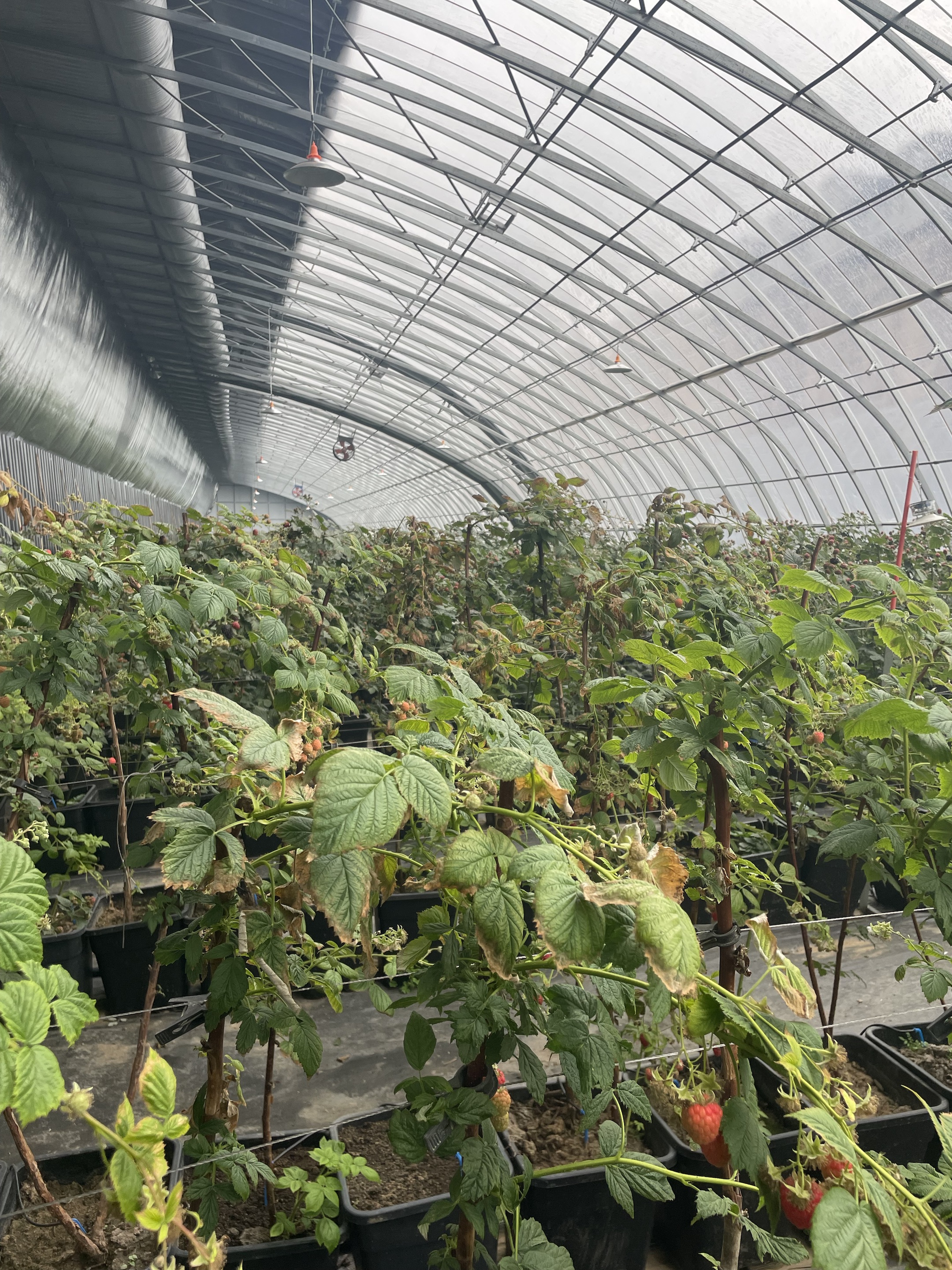 Netzsackverpackung für Knoblauch