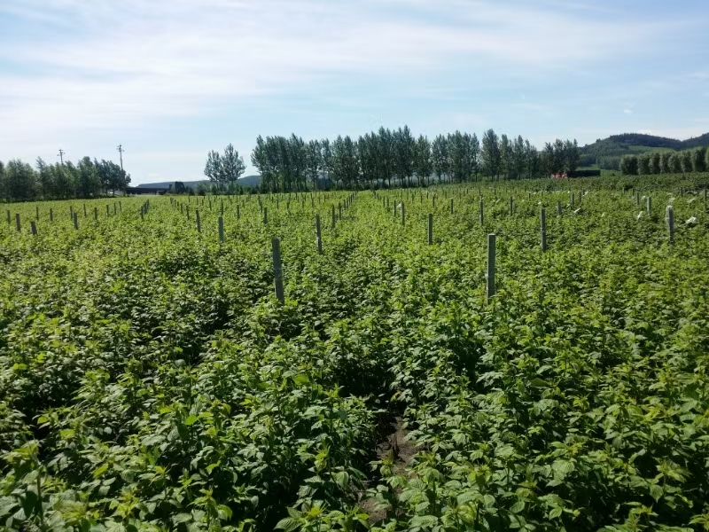 Optimierte Verpackung für Knoblauchtransport