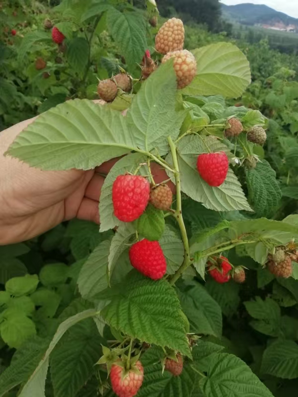 10 kg Netzbeutelverpackung für frischen Knoblauch im Lager