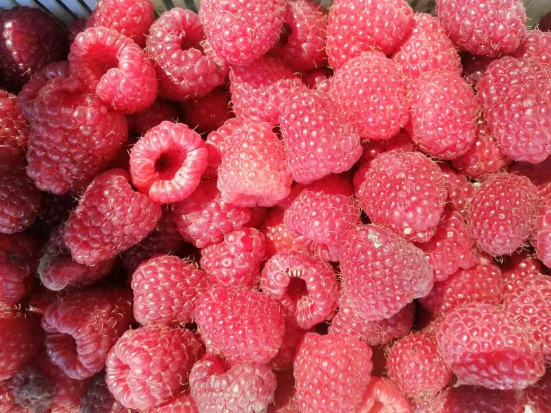 Fachmann prüft frisch verpackte Knoblauchköpfe im Lager – klarer Fokus auf Belüftung und trockene Oberfläche