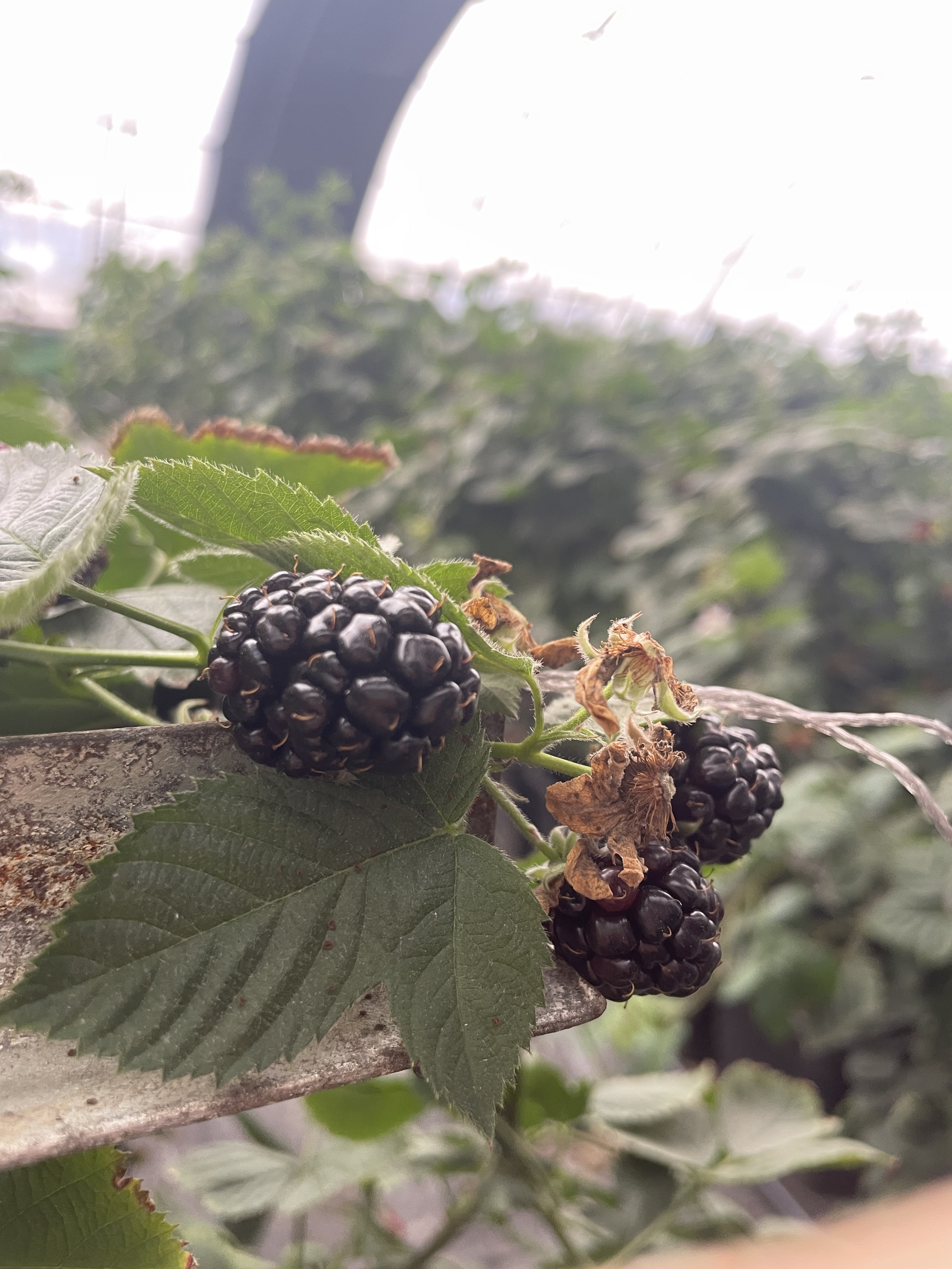 Illustration of rapid freezing technology protecting blackberry cells