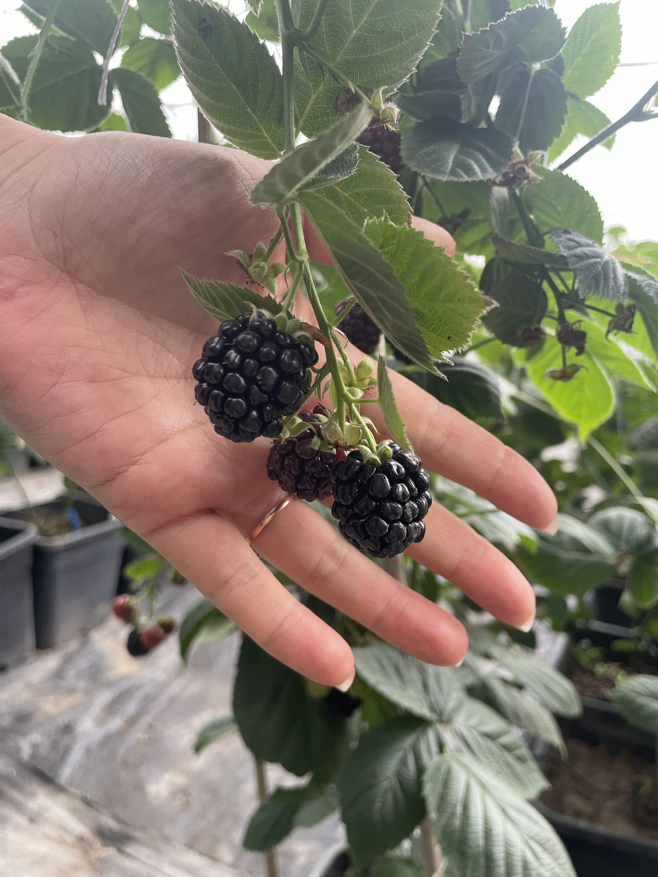 Process flow diagram showing rapid freezing stages from harvested blackberries to final packaged product