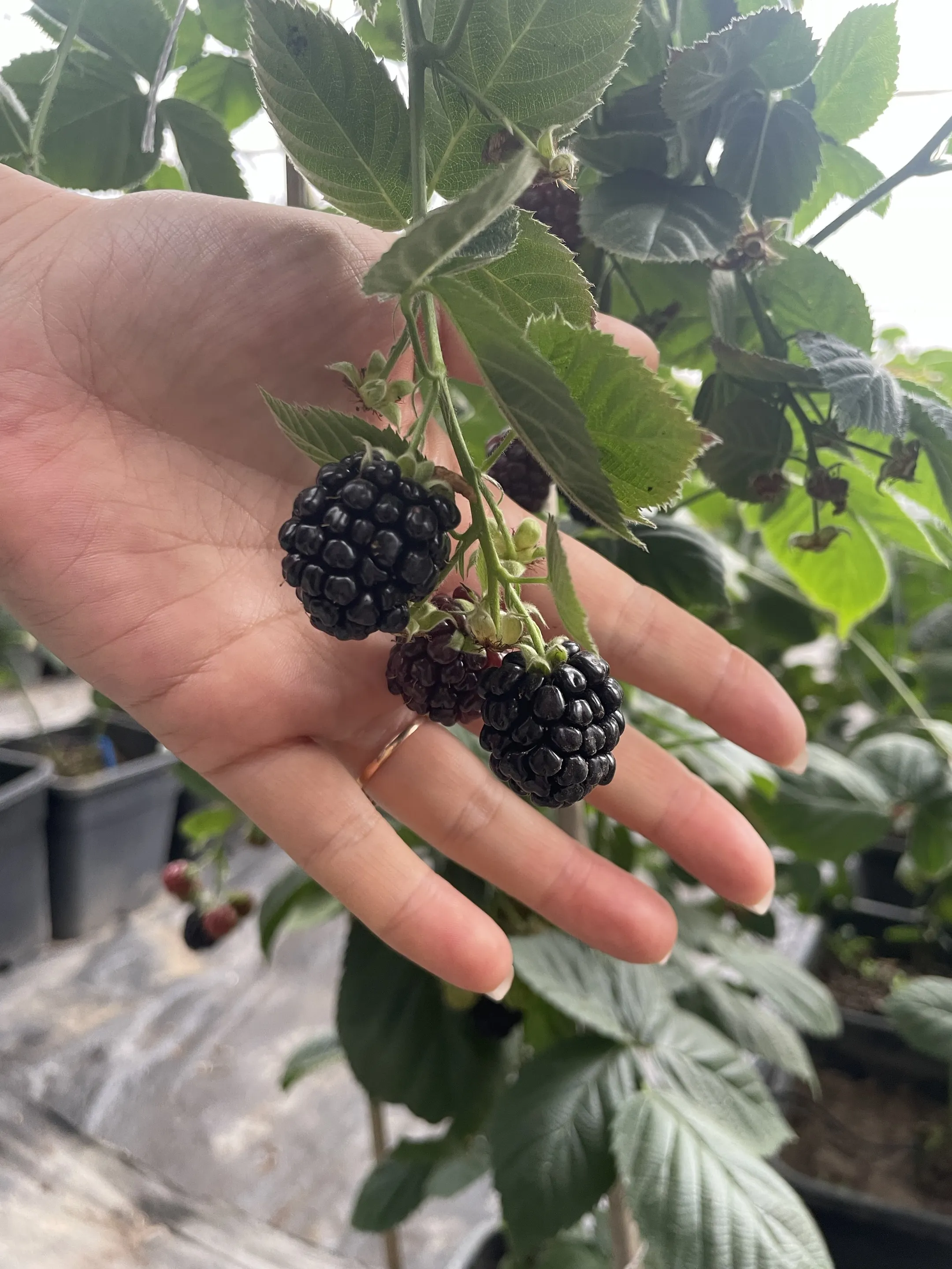 blackberries-1