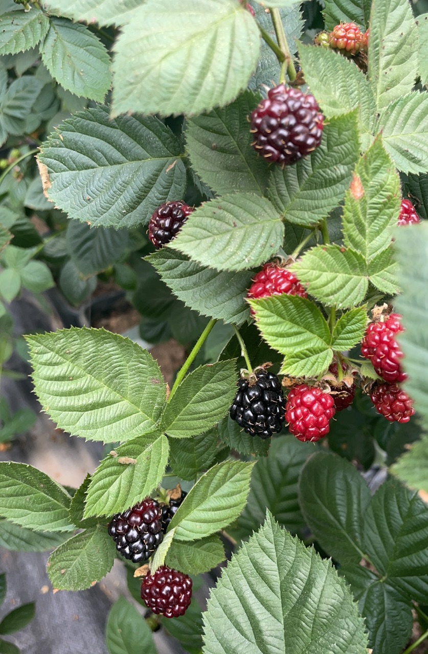 Organic frozen blackberries in a freezer