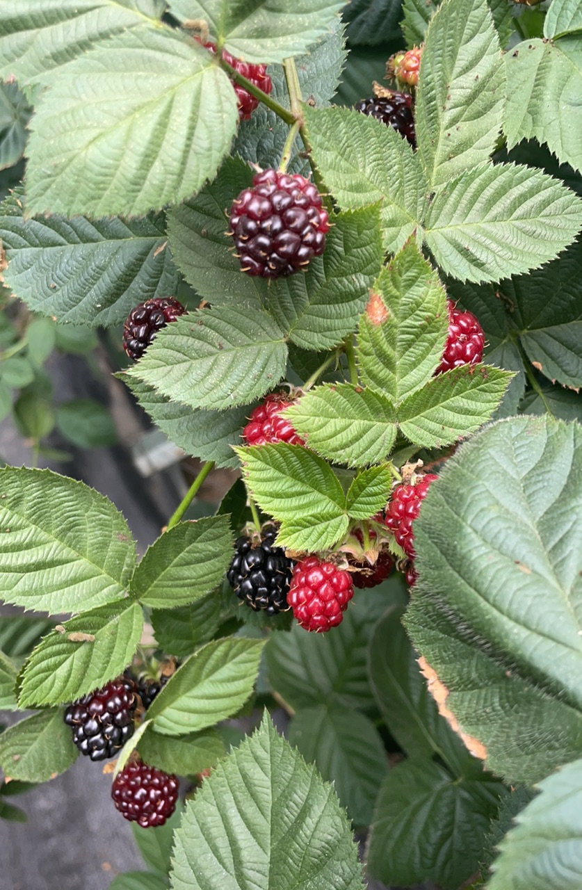 Workers manually screening blackberries