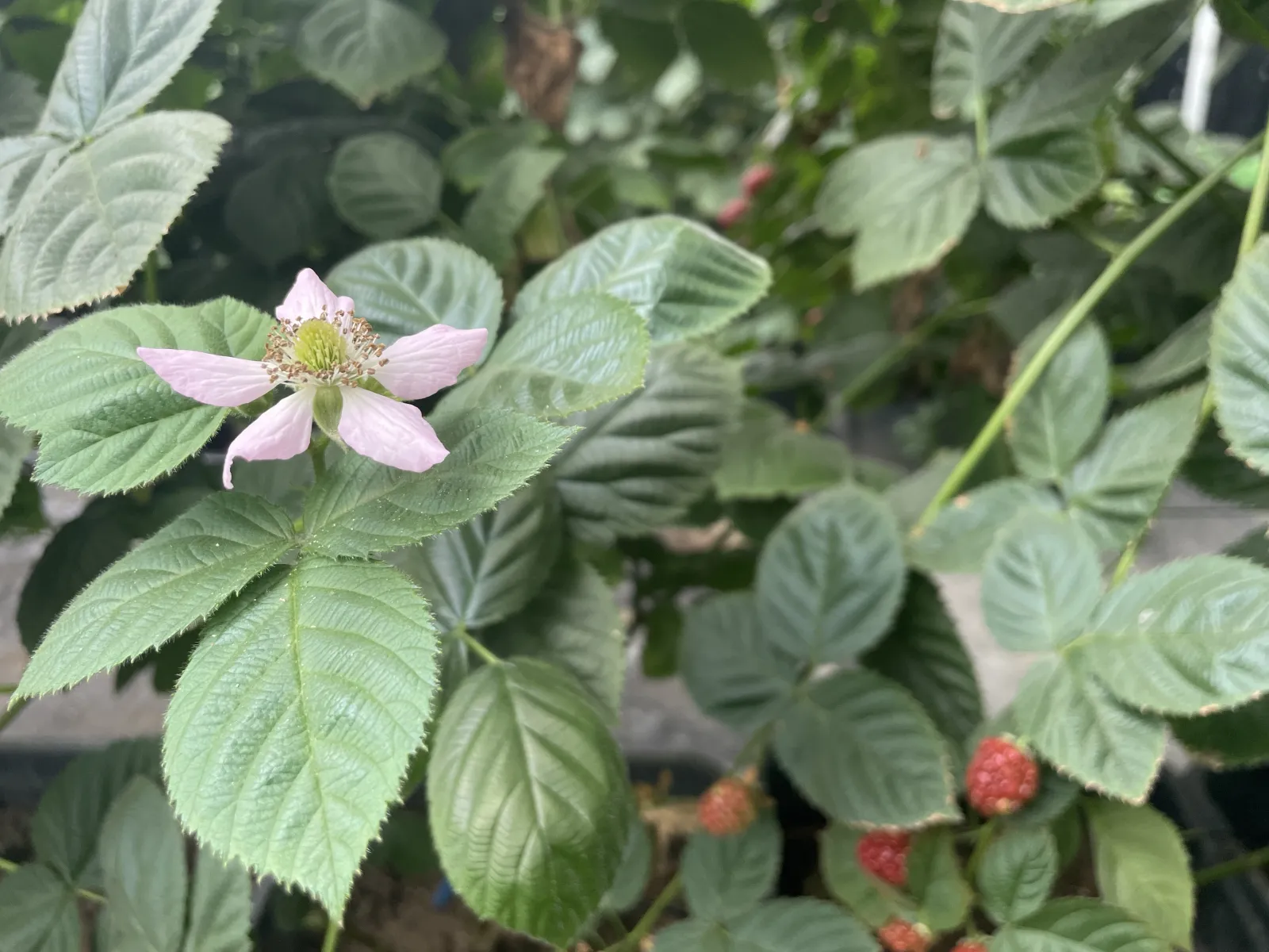 blackberries-7