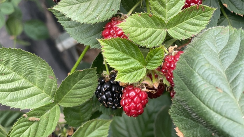 Frischer Knoblauch in 10-Kilogramm-Netzbeuteln – ideal für Transport und Lagerung
