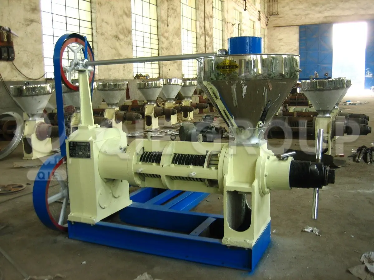 Sunflower seeds being pressed into crude oil using screw press machine