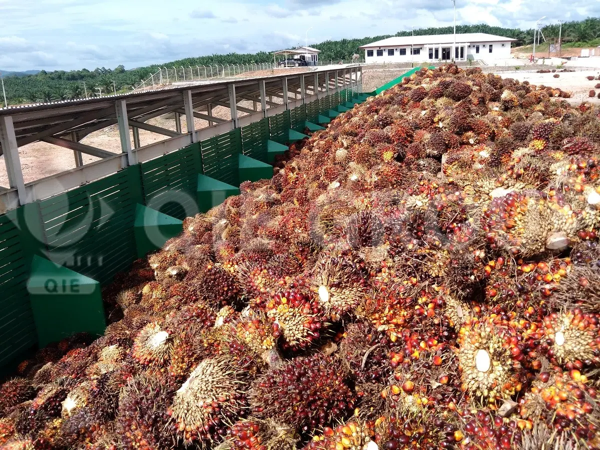 Photos taken on-site of palm fruit raw materials used in palm oil production.
