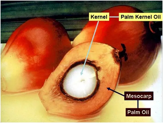 palm fruit and palm kernel