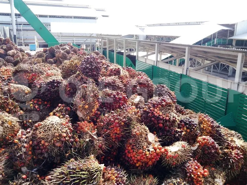 Racimos de fruta fresca (FFB) utilizados como materia prima para plantas de aceite de palma en Brasil