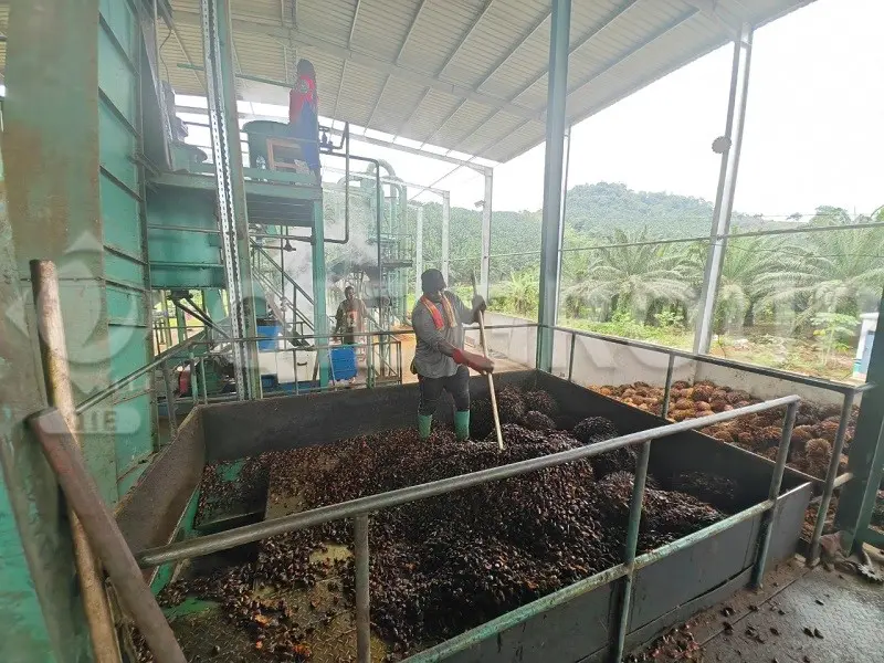用于棕榈油加工的新鲜棕榈果串原料
