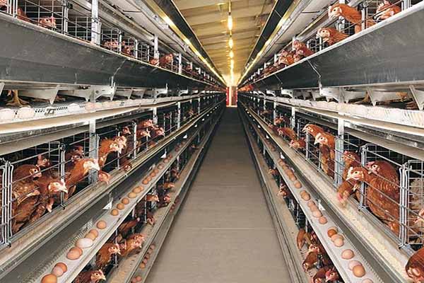 how-to-increase-egg-production-efficiency-in-poultry-farming-.jpg