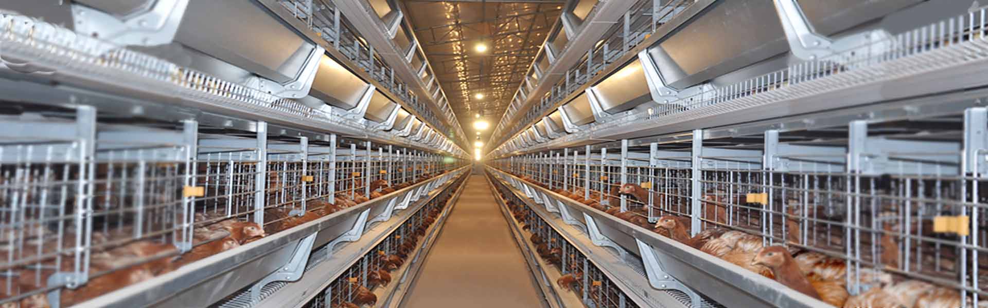 Noticias y perspectivas del sector de Livi Machinery en equipos para la avicultura.