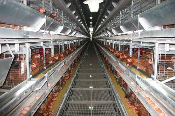 more-than-30000-chickens-poultry-farm-with-automatic-system-.jpg