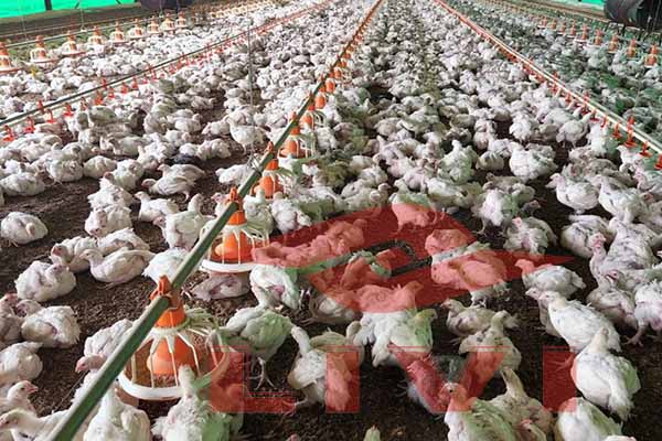 尼日利亚10000只肉鸡自动养鸡设备深层垫料系统