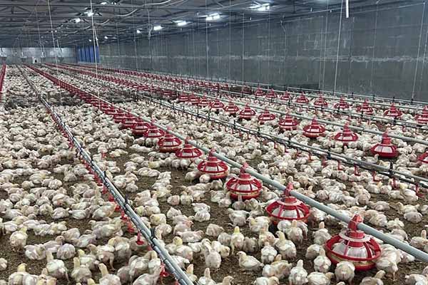 how-much-space-do-you-need-for-10000-broilers-in-.jpg