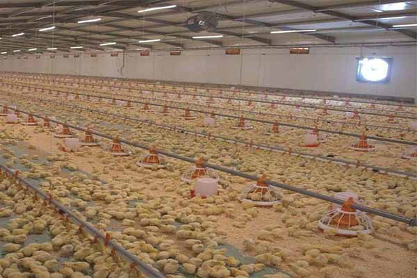 Comparison chart of corrosion resistance between hot-dip galvanized and electroplated layer cages