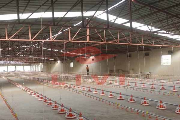 solution-of-7000-chicks-in-poultry-flooring-systems.jpg
