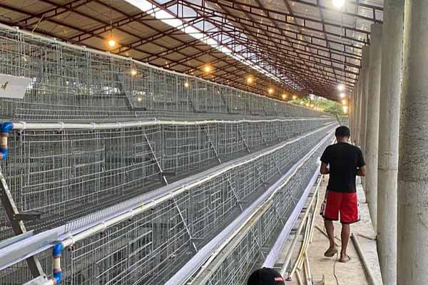 30000-layers-poultry-battery-cages-for-sale-in-philippines.jpg