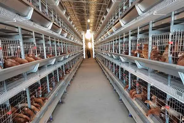 automatic-chicken-cages-for-sale-in-kenya-40000-layers.jpg