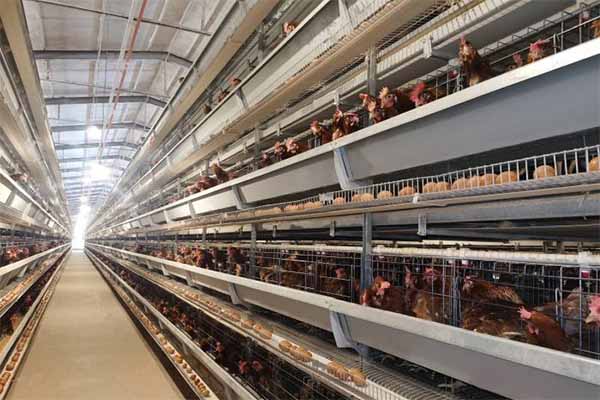 high-quality-layer-cages-for-sale-in-ghana.jpg