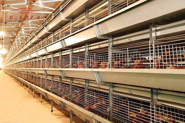 how-to-manage-broilers-using-battery-cage-system.jpg