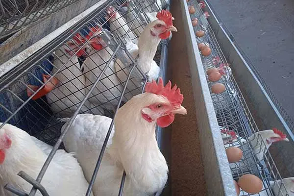 take-for-chicks-to-grow-into-chickens.jpg
