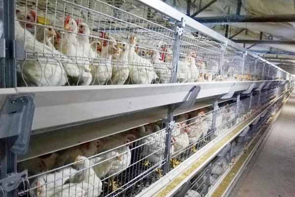 20000-broilers-chicken-battery-cage-for-sale-in-zambia.jpg