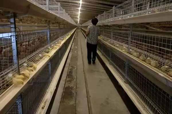 advantages-of-modern-poultry-cage-for-chicken-farming.jpg