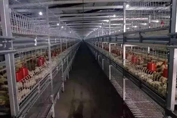 advantages-of-modern-poultry-cages-for-chicken-farming.jpg