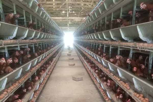 Before-and-after comparison image of a poultry farm implementing H-Type egg chicken cages, showing improved cleanliness and organized layout.