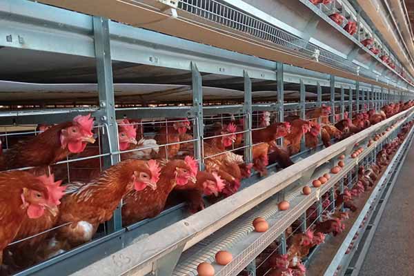 Diagram of integrated ventilation and temperature control system inside an H-Type egg chicken cage, highlighting air flow and sensor placement.