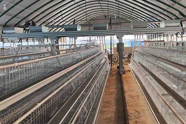 automatic-poultry-equipment-for-sale-in-zambia.jpg