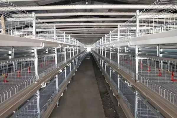 buy-chicken-cages-automatic-poultry-farm-equipment-to-raising-5000-chickens.jpg