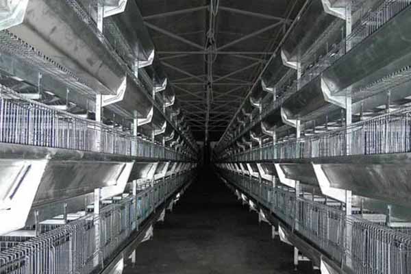 Infográfico comparativo mostrando o ciclo de vida útil de equipamentos certificados vs. não certificados em granjas comerciais.