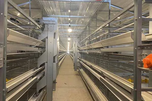 initial-preparations-for-successful-chicken-raising.jpg