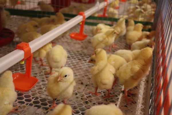management-of-broiler-farming-in-cage-system-on-day-one.jpg