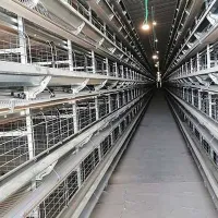 https://shmuker.oss-accelerate.aliyuncs.com/data/oss/681c58426f30b445a9ac020d/681c58426f30b445a9ac0213/20250723170009/modern-chicken-cages-200000-layers-poultry-farm-for-sale-in-malaysia.jpg