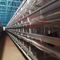 https://shmuker.oss-accelerate.aliyuncs.com/data/oss/681c58426f30b445a9ac020d/681c58426f30b445a9ac0213/20250723170009/poultry-cages-for-sale-in-nigeria-to-raising-30000-layers.jpg