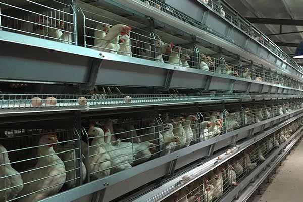 Spacious H Type Layer Battery Cage for maximizing poultry farm efficiency