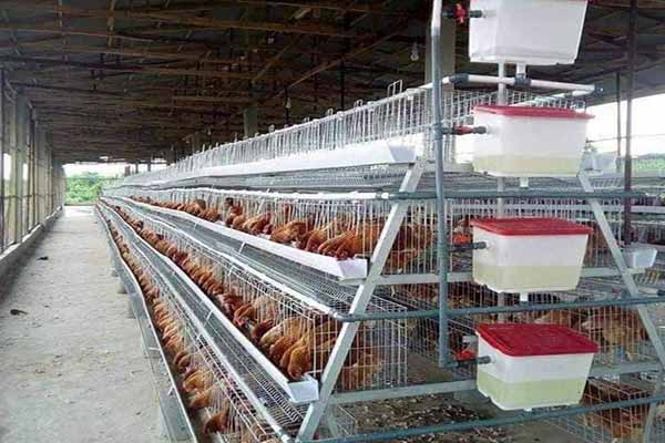 selling-poultry-battery-cage-to-nigeria.jpg