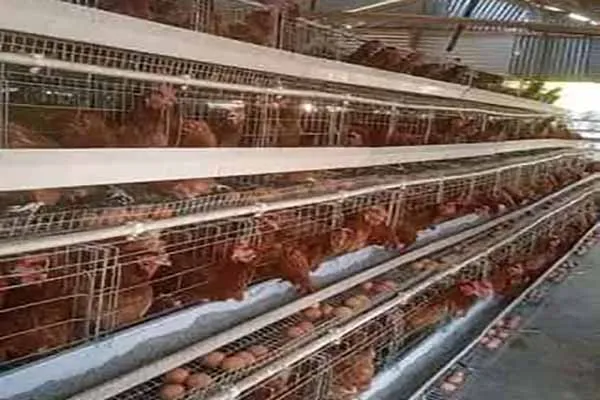 selling-poultry-battery-cage.jpg