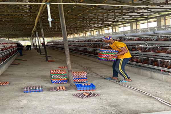 H-type layer chicken cage in a large-scale egg-laying chicken farm